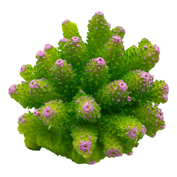 Cauliflower Coral - Green