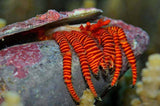 Halloween Hermit Crabs (Trizopagurus strigatus)