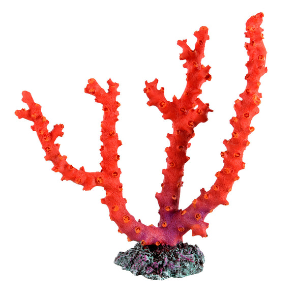 Fire Red Gorgonian Coral