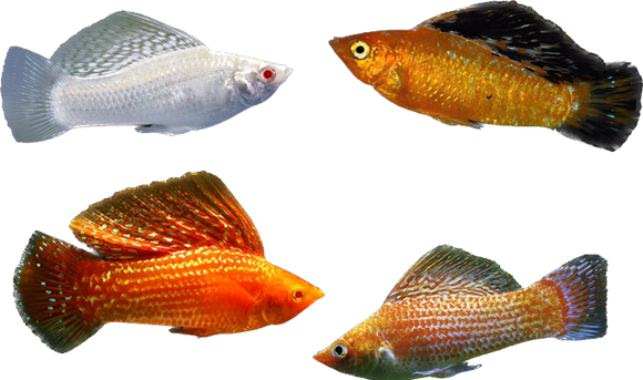 Assorted Sailfin Molly