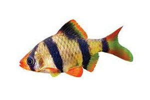 Tiger Barb