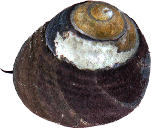 Black Turban Snail