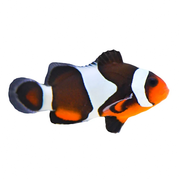 Maine Mocha Clownfish