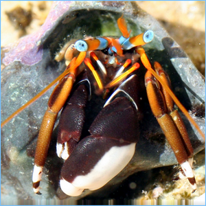 Left-handed Orange Hermit Crab