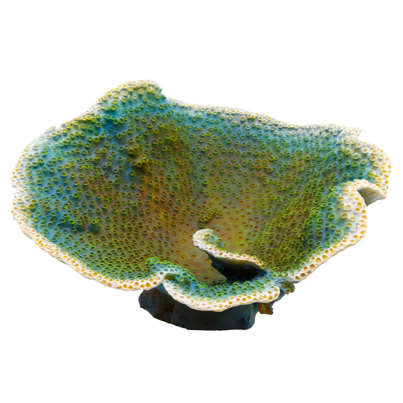 Dinner Plate Coral - Green