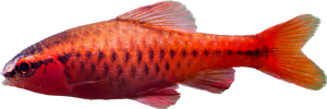 Cherry Barb