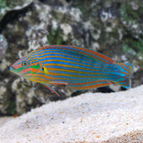 Melanurus Wrasse ( Arrived April 23  )