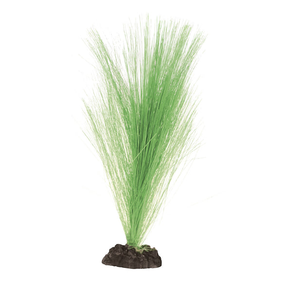 Silk Hairgrass - Green