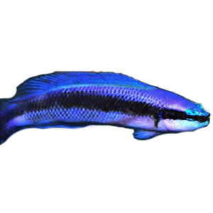 Indigo Dottyback