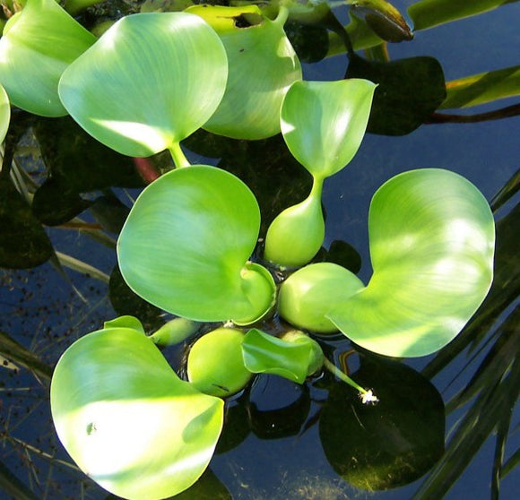 Water Hyacinth – Eichhornia crassipes major(Pre-Order)