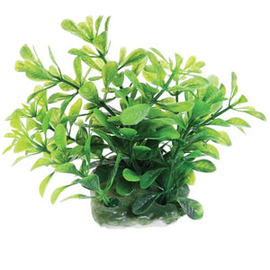 Green Moneywort - 2.5"