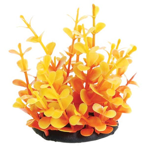 Orange Moneywort - 2.5"