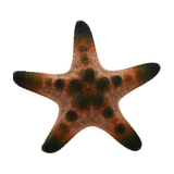 Chocolate Chip Sea Starfish M