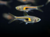 Hengeli Rasbora