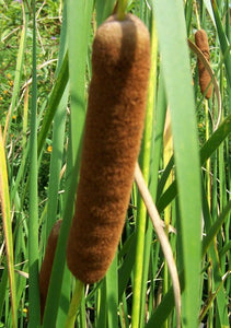 Graceful Cattail – Typha angustifolia (Pre-Order)