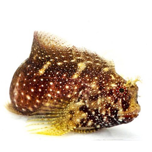 Starry Blenny  (Salarias ramosus)