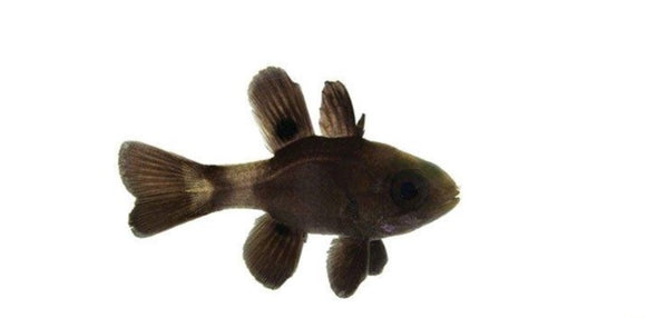 Black Cardinal Fish