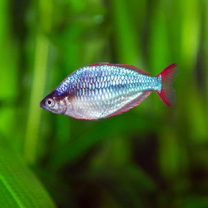 Neon Dwarf Rainbow Fish