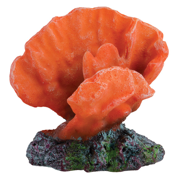 Acro Coral - Orange