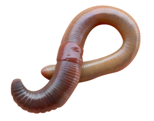 Dew Worms - 1 Dozen (Pre-Order)