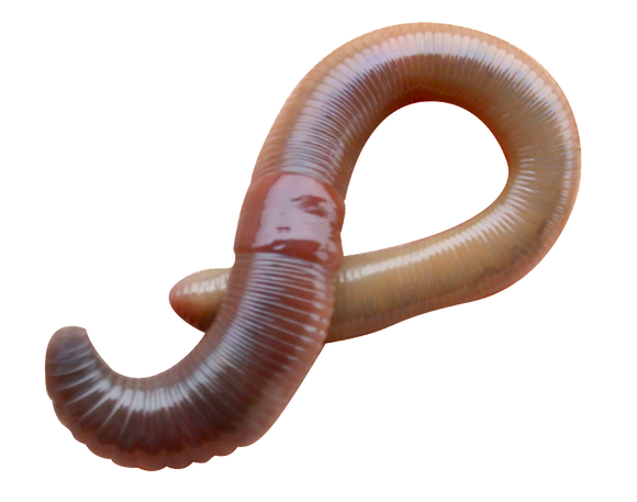 Dew Worms - 1 Dozen (Pre-Order)