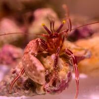 Purple Zebra Hermit Crab