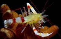 Zanzibar Coral Banded Shrimp (Stenopus zanzibaricus)