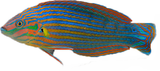 Melanurus Wrasse ( Arrived April 23  )