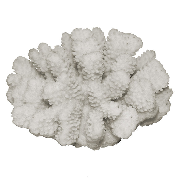 Polyped Coral - White