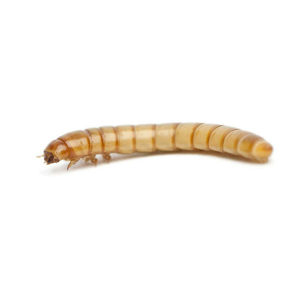 Meal Worms - 50 Lot