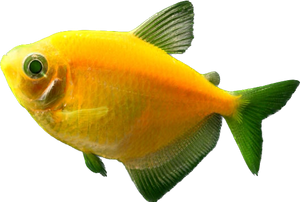 GloFish® Sunburst Orange® Tetra