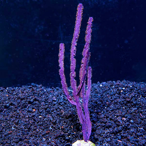 Purple Blade Gorgonian