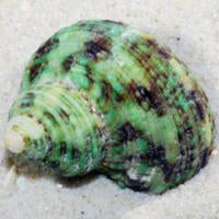 Pacific Turbo Snail