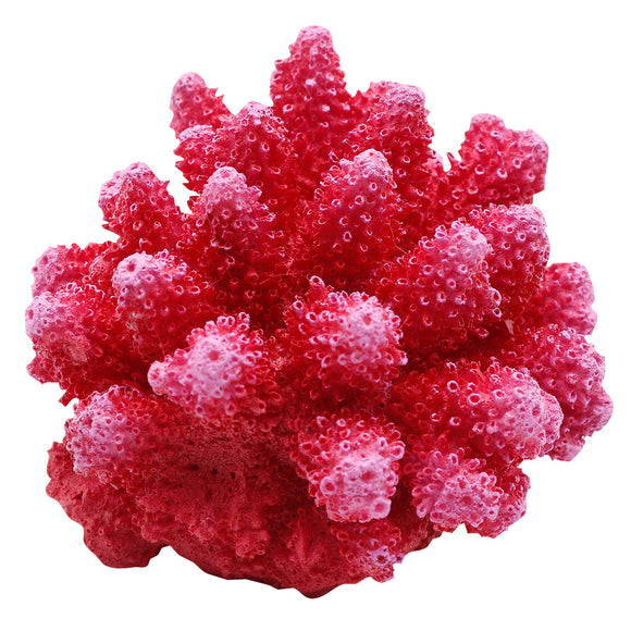 Cauliflower Coral - Red