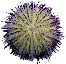 PURPLE PIN CUSHION URCHIN LG