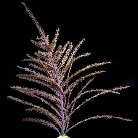 Purple Plume Gorgonian