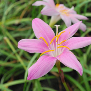 Pink Zephyr Lily – Zephyranthes rosea (Pre-Order)