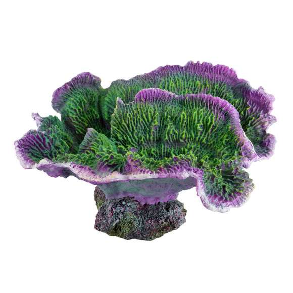 Montipora Coral - Purple Rim