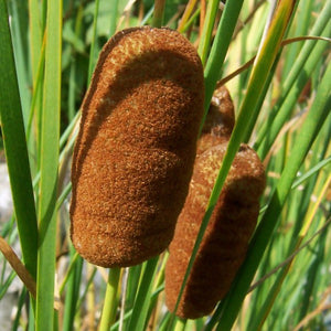 Dwarf Cattail – Typha laxmanni (Pre Order)