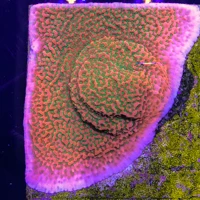 Sweet Tooth Montipora Frag