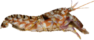 Tiger Pistol Shrimp XL (Alpheus bellulus)