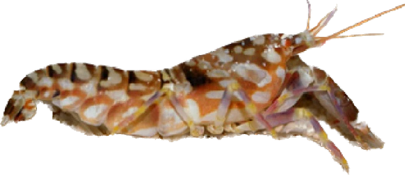 Tiger Pistol Shrimp XL (Alpheus bellulus)