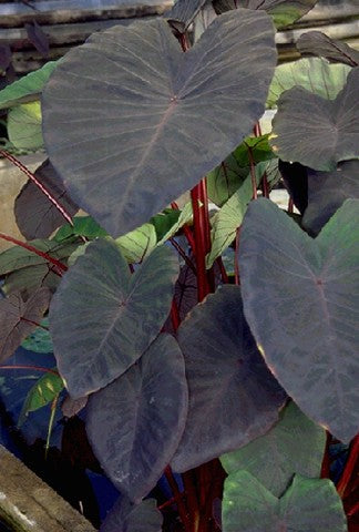 Black Magic Taro – Colocasia esculenta ‘Black Magic’ (Pre-Order)
