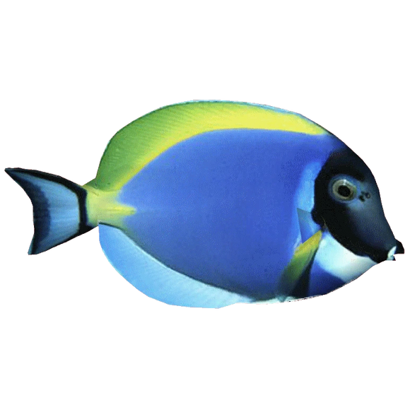 Powder Blue Tang M (arrived April 25)