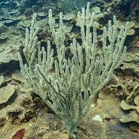 Sea Rod Gorgonia