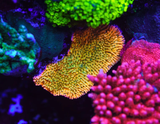 WWC Kung Pow Montipora Frag