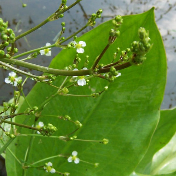 Water Plantain – Alisma plantago aquatica (Pre-Order)