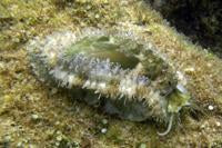 Abalone Snail (Haliotis asinina)