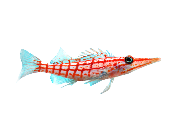 Long Nose Hawkfish sm (arrived April 25)