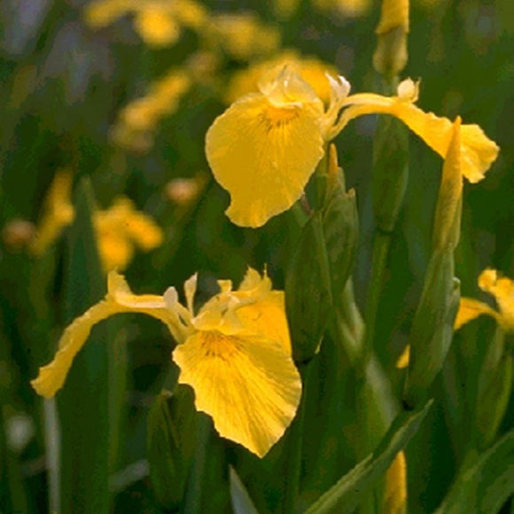 Yellow Water Iris – Iris pseudacorus (Pre-Order)